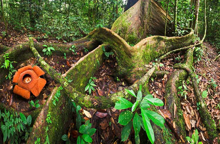 Exploring Borneo’s Lost World: The Maliau Basin