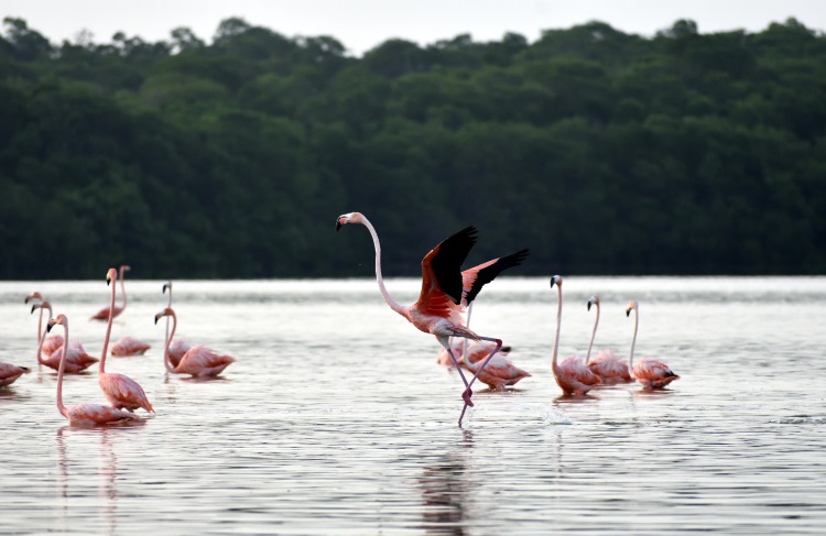 Flamingos on a lagoon in the Celestún Biosphere Reserve, Yucatán, Mexico.
