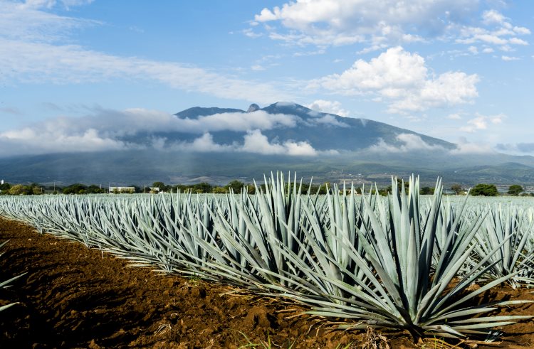 Fields of blue agave near the town of Tequila, Mexico.
