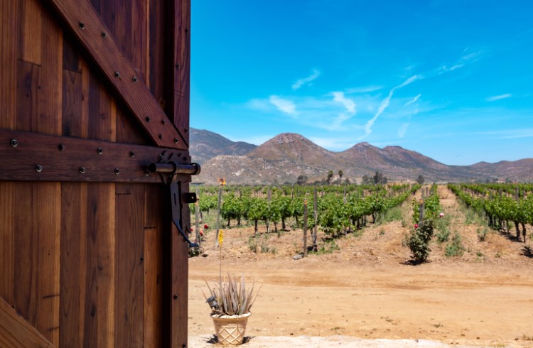 Rustic wooden doors open onto a vineyard in Valle de Guadalupe, Baja Norte, Mexico.