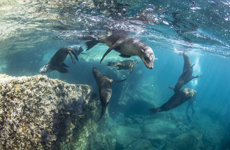 Playful sea lion pups frolic beneath the waves near La Paz, Mexico.
