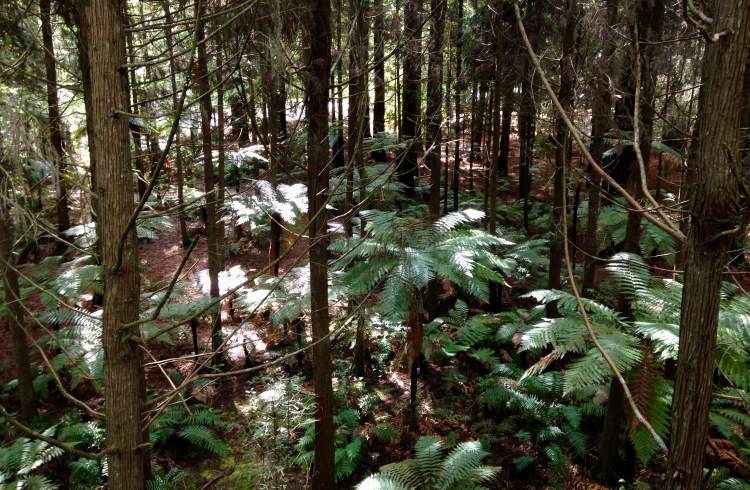 Low ferns and tall trees in the Whakarewarewa Forest near Rotorua, New Zealand.