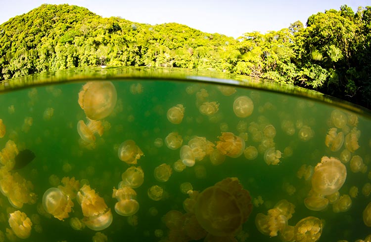 A clear lake filled with jellyfish in Palau