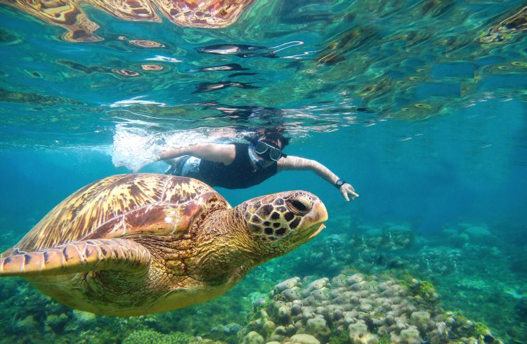 A snorkeler swims alongside a sea turtle in Dauin, Negro Oriental province, Philippines.