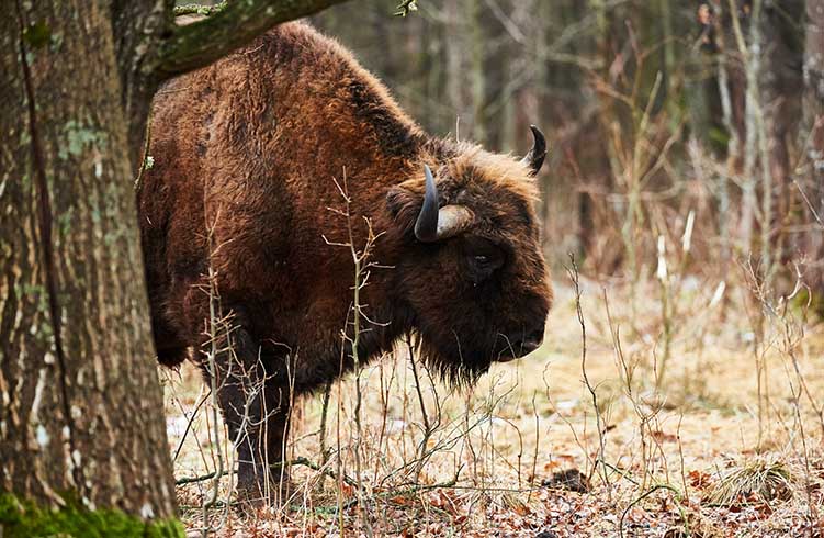 A wisent, or European bison, grazes in Poland’s Bialowieza Forest.