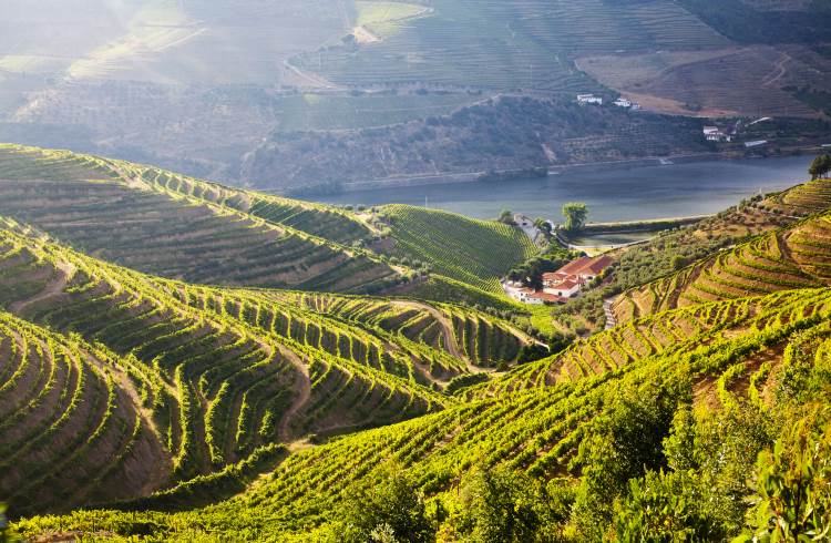 Terraced vineyards in the Douro Valley, Portugal.