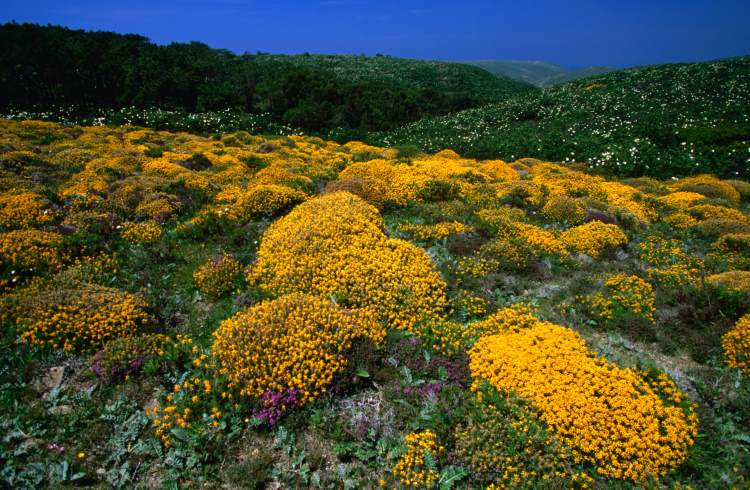 Wildflowers on the Costa Vincentia in southern Portugal.