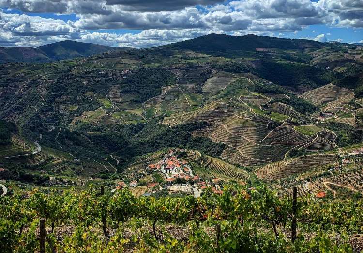 Terraced vineyards in the Duoro Valley, Portugal.