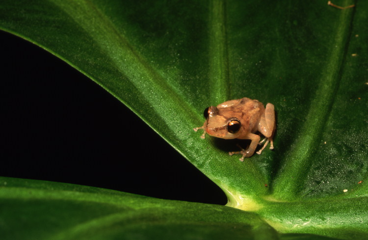 A coqui frog, endemic to Puerto Rico.