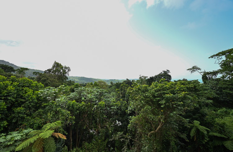 Sweeping view of the rainforest from the El Portal visitors center in El Yunque National Forest, Puerto Rico.