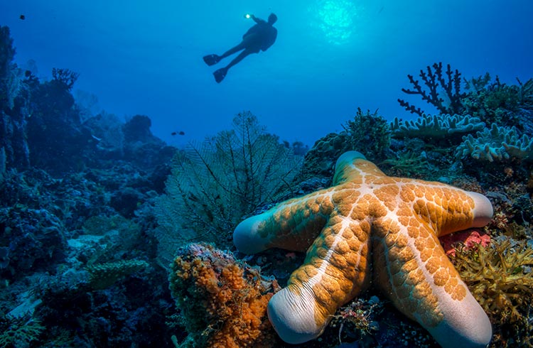A giant starfish can be seen on the seafloor of the Solomon Islands