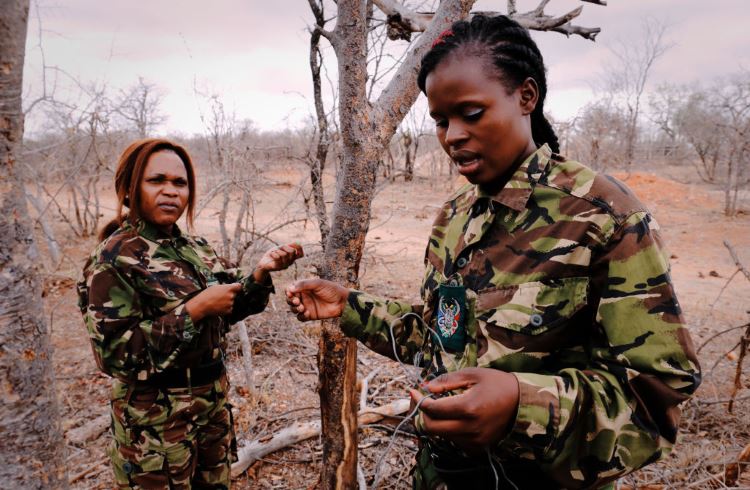 Two members of the Black Mambas anti-poaching unit remove a snare during foot patrol in South Africa.