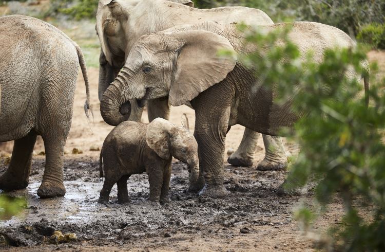 A family of elephants at Addo Elephant Park in eastern South Africa.
