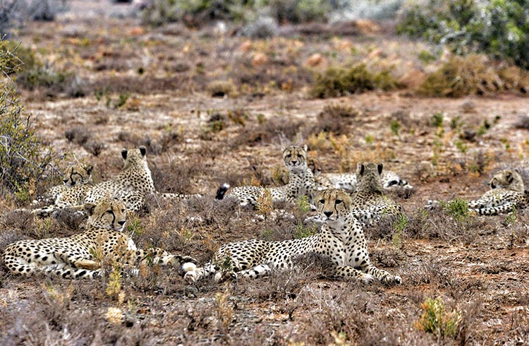 A family of cheetahs rests in Kwandwe game reserve.