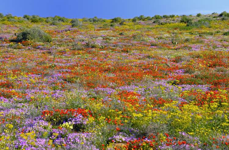 Spring wildflowers bloom on a hillside in Namaqualand, South Africa.