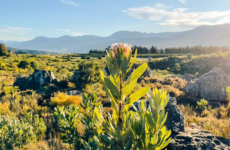 A landscape covered with mountain fynbos in Cederberg Nature Reserve, South Africa.