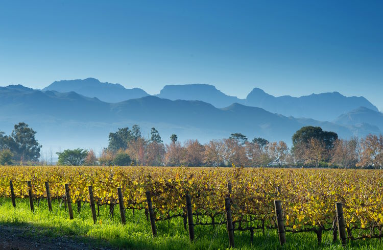 Vineyards showing autumn colors in the Cape Winelands, South Africa.