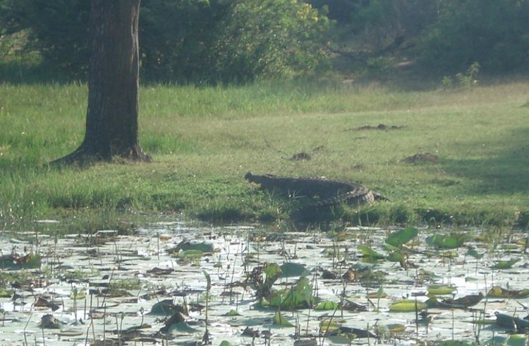 A crocodile at the edge of a lake in Wilpattu National Park, Sri Lanka.