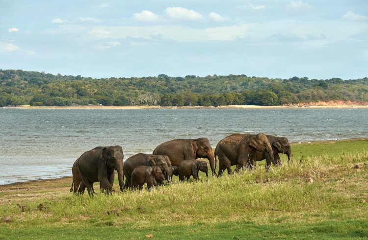 A group of elephants near a lake in Minneriya National Park, Sri Lanka.