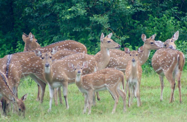 A herd of axis deer in Yala National Park, Sri Lanka.