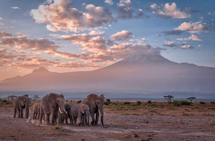 Elephants in a line at sunrise in front of Mt. Kilimanjaro