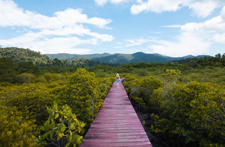A womam walks along a boardwalk through a mangrove forest on Ko Chang, Thailand.