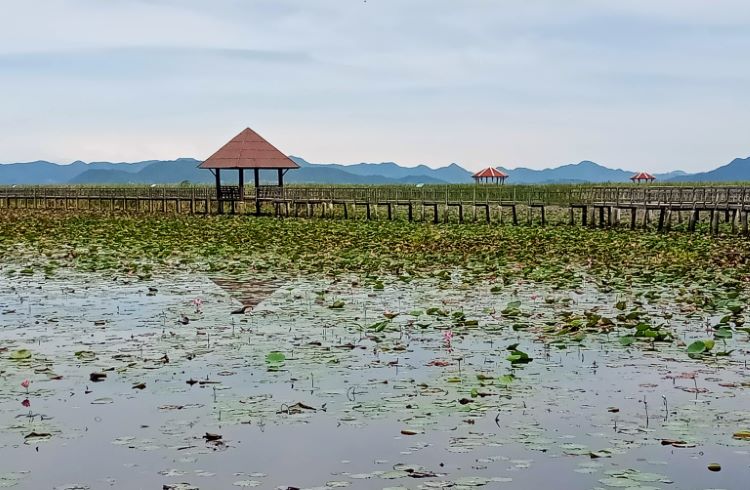 A field of lotus plants on the surface of Lake Songkla in Thailand.