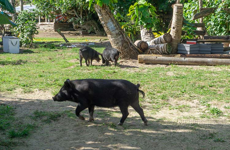 Pigs running around on Pangaimotu Island, Tonga.