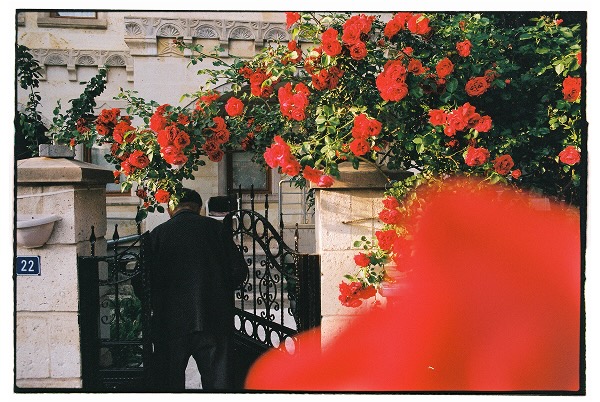 Red flowers growing above a wrought iron gate, a man is walking through the gate