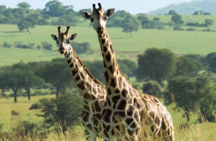A pair of giraffes in Kidepo National Park, Uganda.
