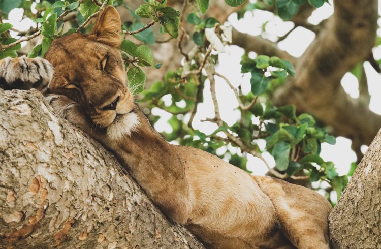 A tree-climbing lioness sleeps in a tree in Queen Elizabeth National Park, Uganda.