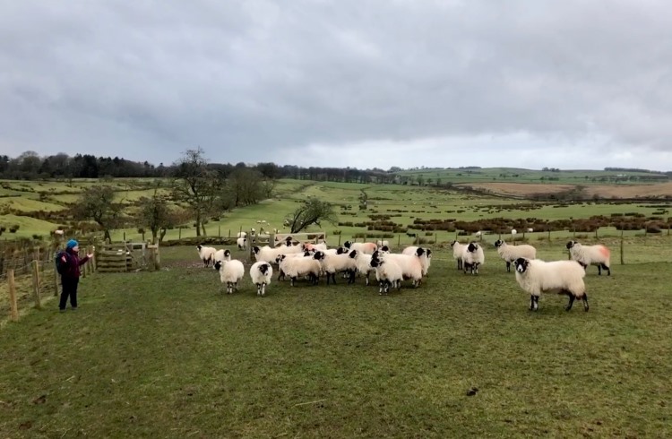 A flock of curious sheep greet a hiker on the Hadrian's Wall path.