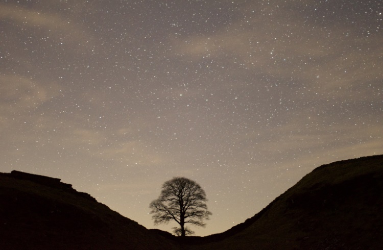Starry skies above a tree near Hadrian's Wall, Northumberland, UK.