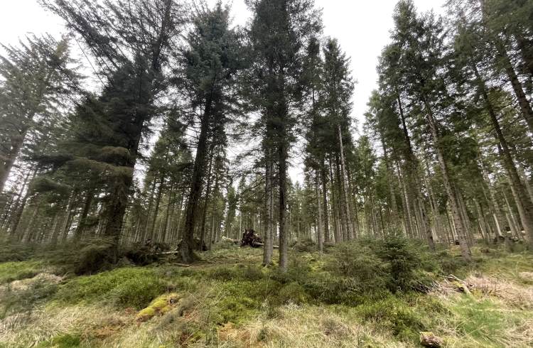 Stark pine forest surrounding Kielder Water, Northumberland, UK.