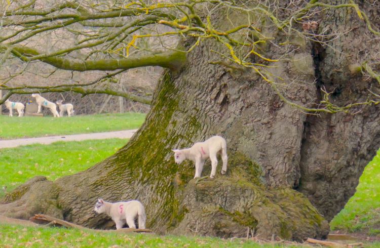 Lambs on roots of oak tree