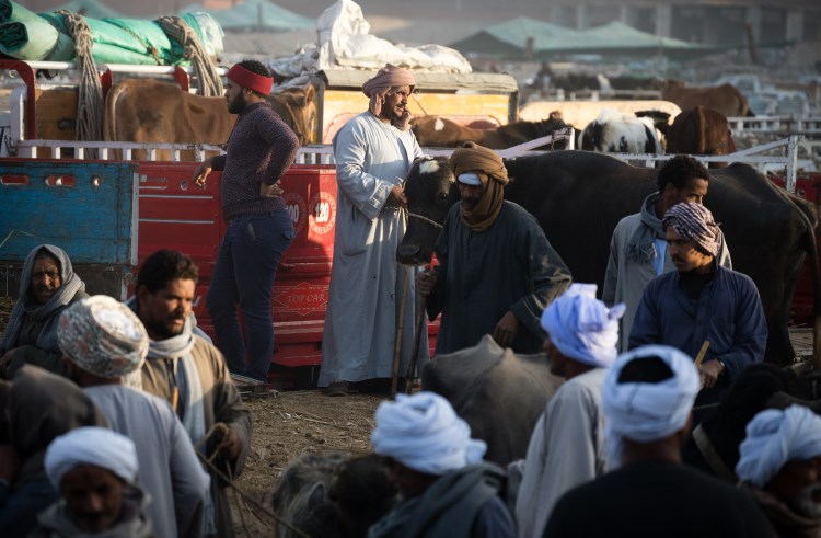 Cattle vendors wait for a sale at the Daraw Livestock Market in Upper Egypt.