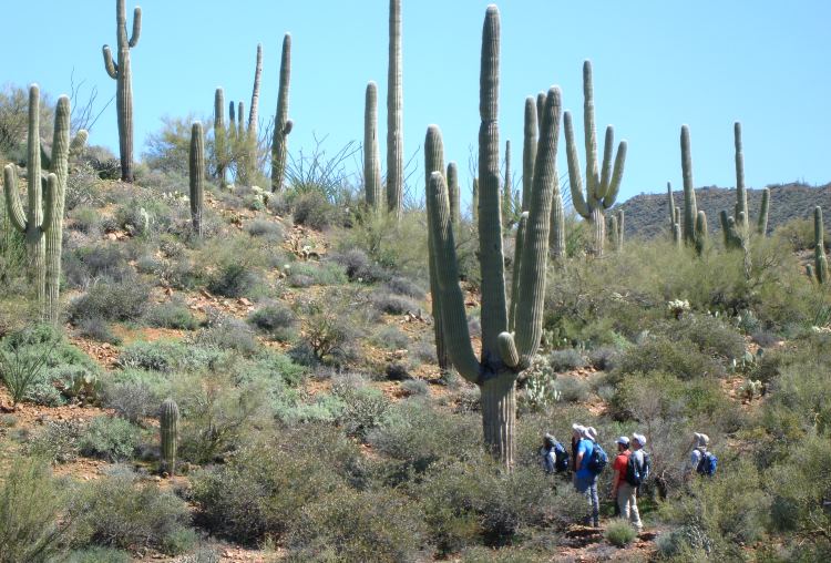 A group of hikers stares up at a massive saguaro cactus near Tucson, Arizona.
