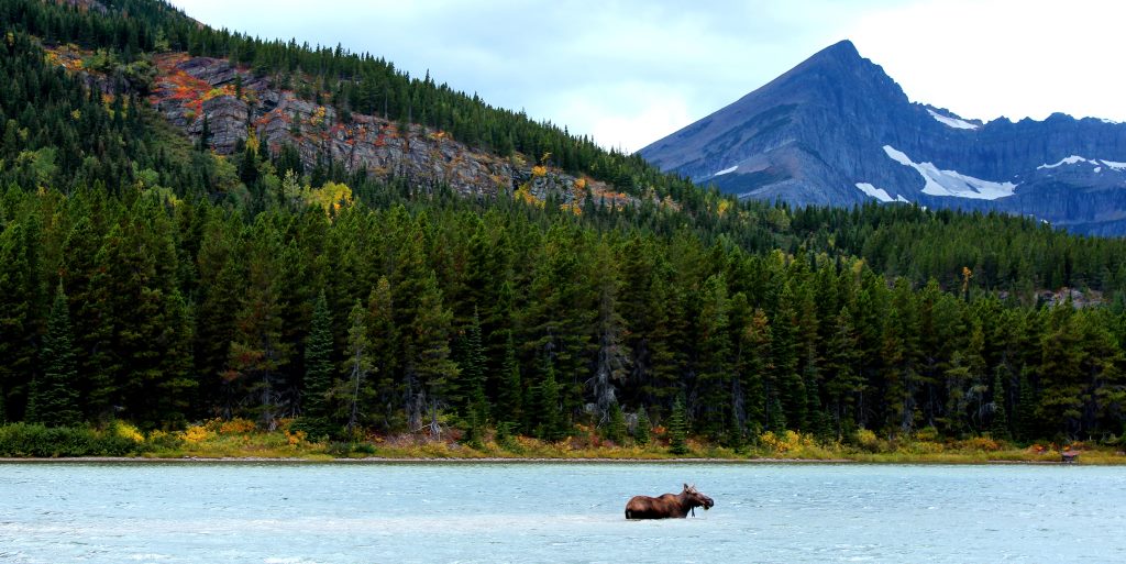 Nature Getaways Hiking And Camping In Glacier National Park