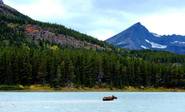 Nature Getaways: Hiking and Camping in Glacier National Park