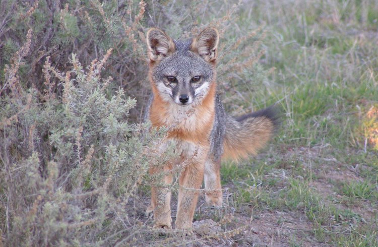 The endemic Channel Island Fox.