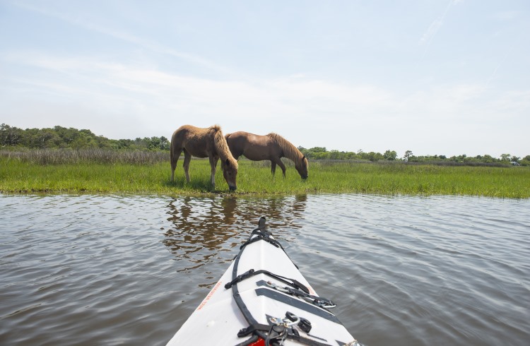 Kayaker's point of view of two wild ponies on Assateague Island National Seashore in Maryland.