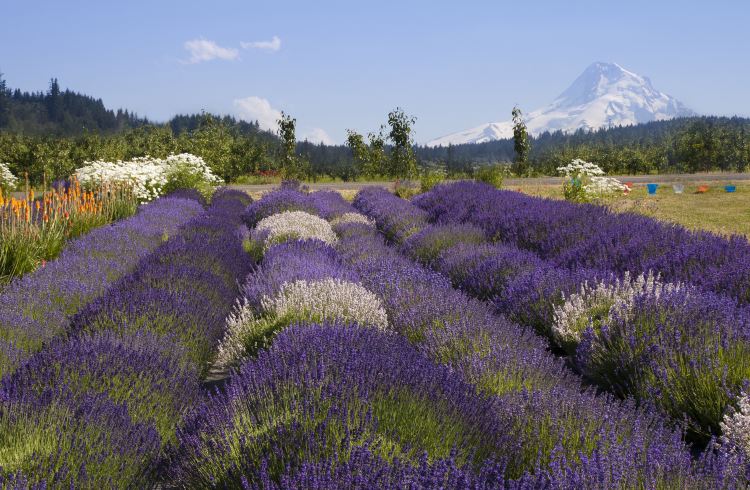 Lavender fields in Hood River, Oregon, with Mount Hood in the background.