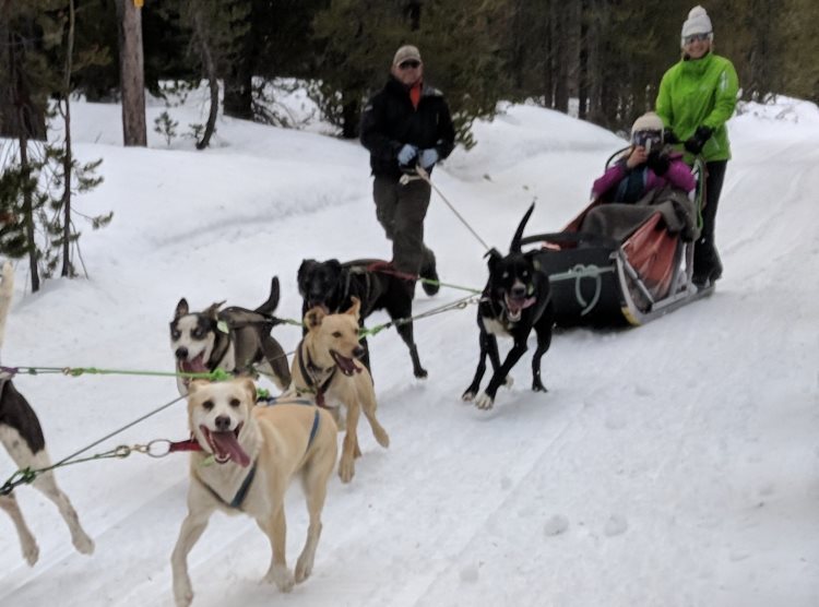 A team of dogs pulls a dogsled through a snowy forest.