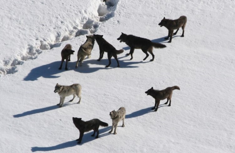 A pack of wolves in a snowy field in Yellowstone National Park.