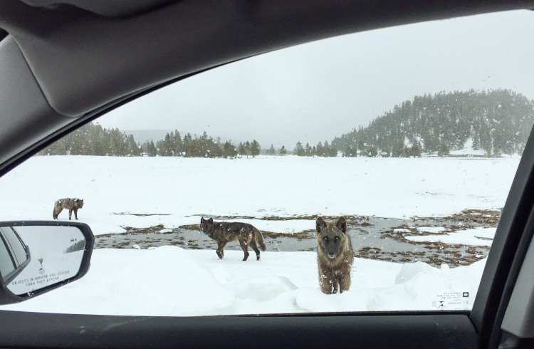 Wolves in Yellowstone National Park, seen through the window of a car.