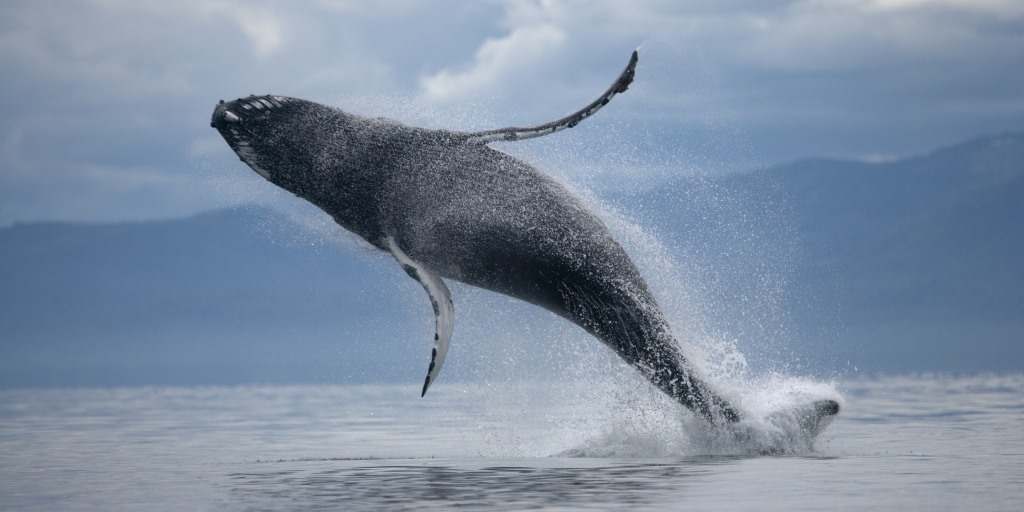 THE 10 BEST Martinique Whale Watching & Dolphin Tours