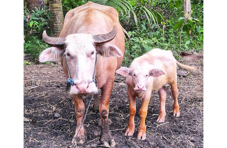 A pink water buffalo and calf in West Bali.