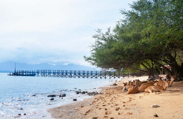 A small herd of wild sanbar deer rest on the beach in West Bali National Park.