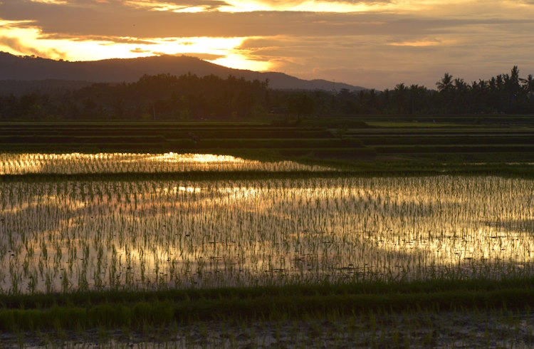 Sun rises over a mountain and rice paddies in West Bali.