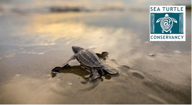 A baby turtle on the beach and the Sea Turtle Conservancy logo